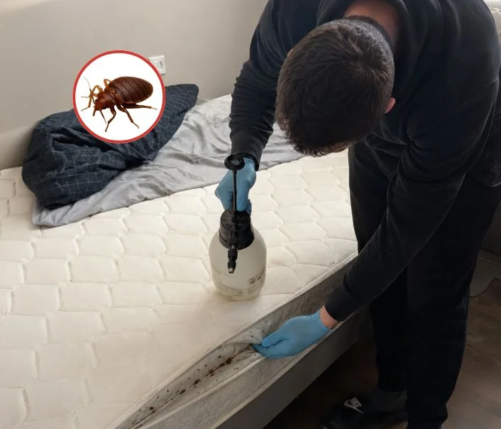 Technicien traitant un matelas contre les punaises de lit à Mareil-le-Guyon